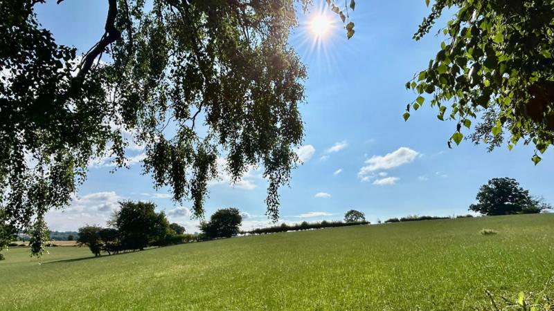 A sunny sky with green foliage.