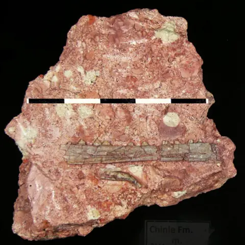 Fossilized jawbone of Eotephradactylus mcintireae embedded in rock.