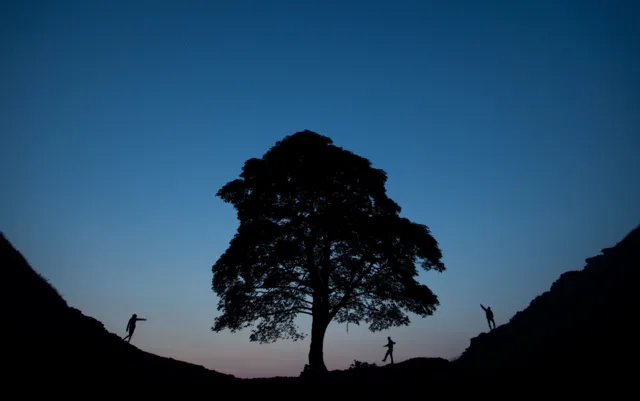 A nighttime view of the Sycamore Gap tree, silhouetted against hills, highlighting its iconic shape.