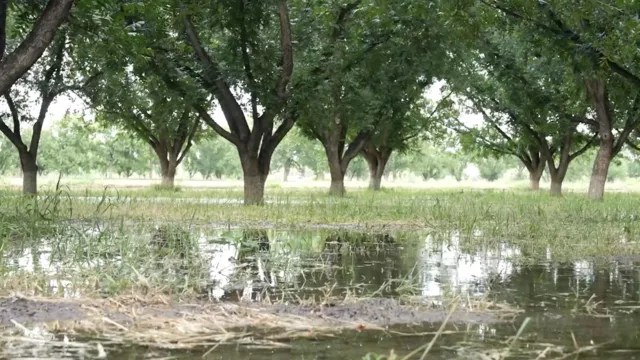 A field of walnut trees in 
