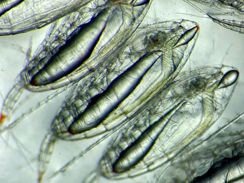 Sacs of fat, or lipids, form in Southern Ocean copepods' bodies and heads after they eat phytoplankton (the green material in the bodies in this image)