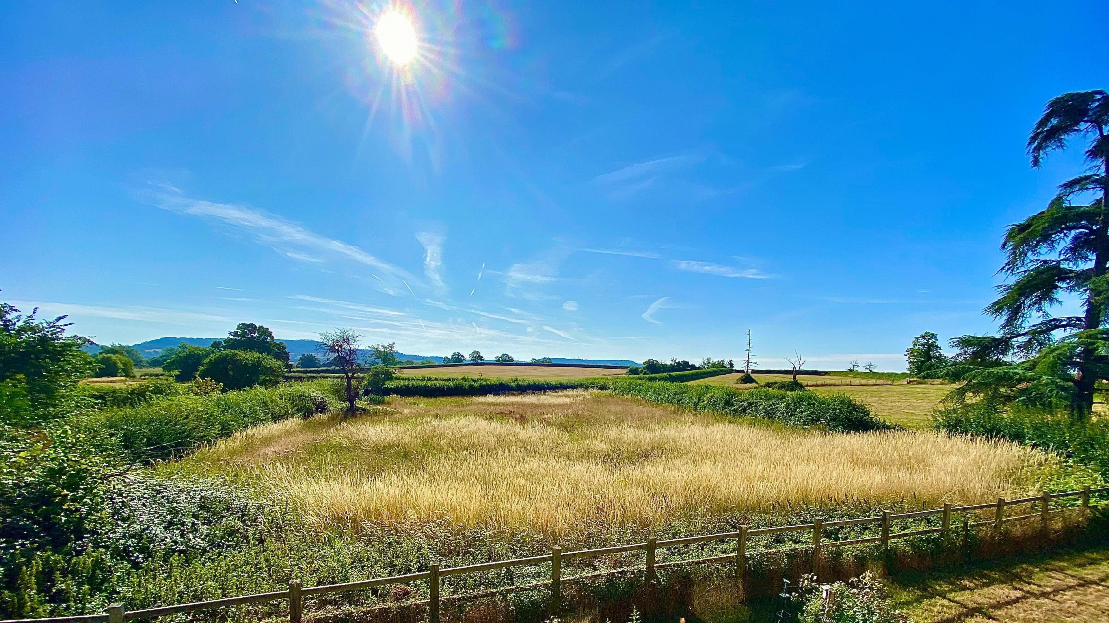 A rural landscape with a golden field, green hedges, and a clear blue sky