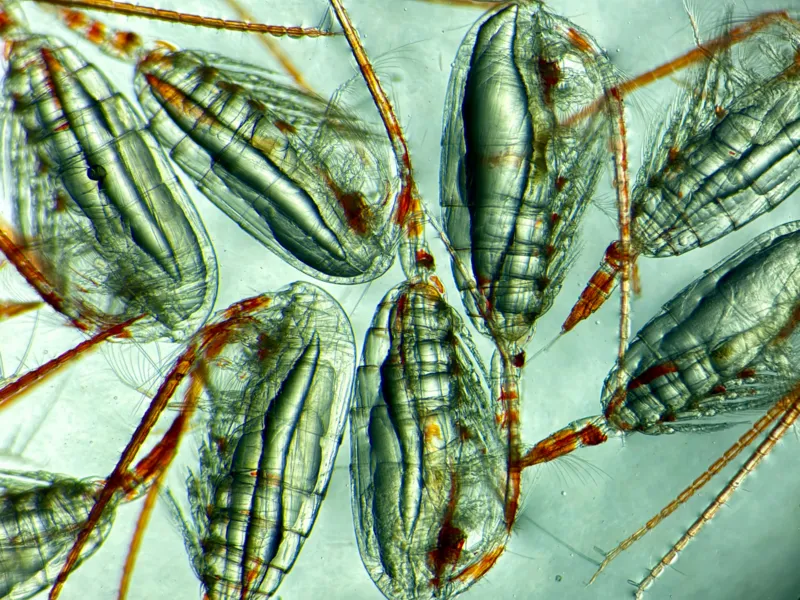 Female copepods (4mm) with cigar-shaped fat stores in their bodies