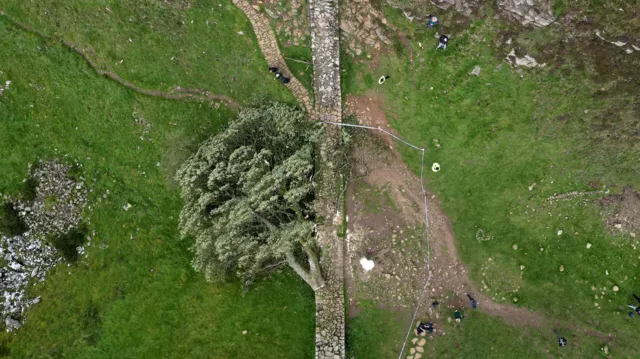 An aerial view of the Sycamore Gap tree after it was felled.