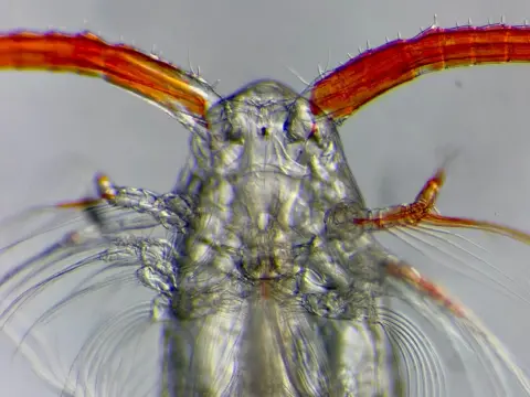 This copepod has hair-like arms for feeding